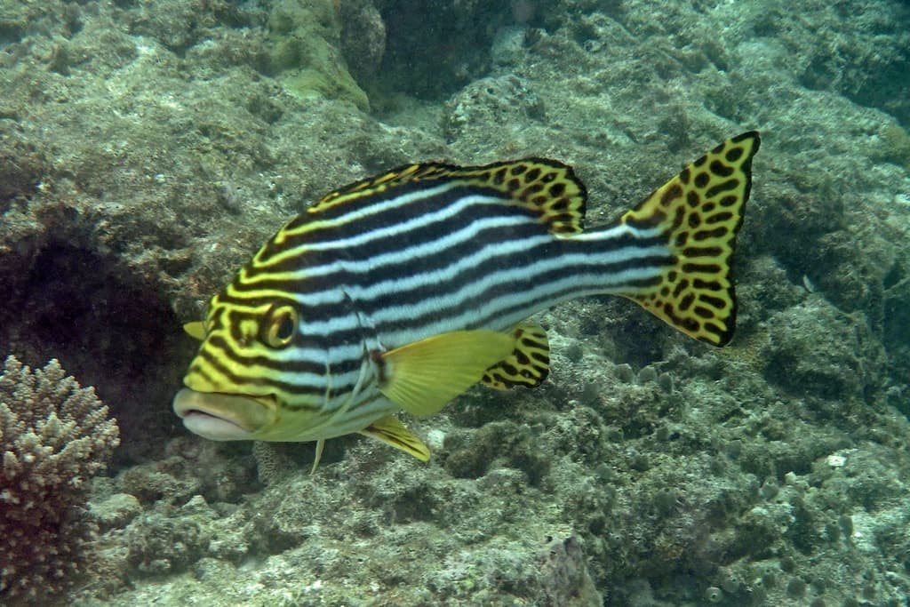 Oriental Sweetlips in a marine aquarium