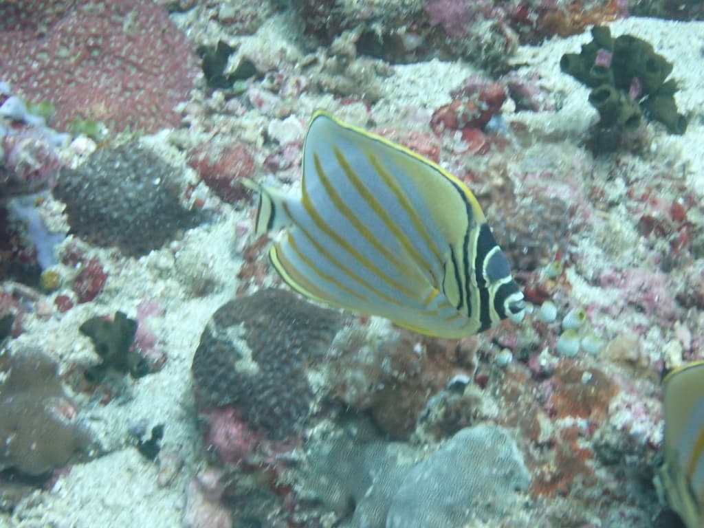 Ornate Butterflyfish in a marine aquarium