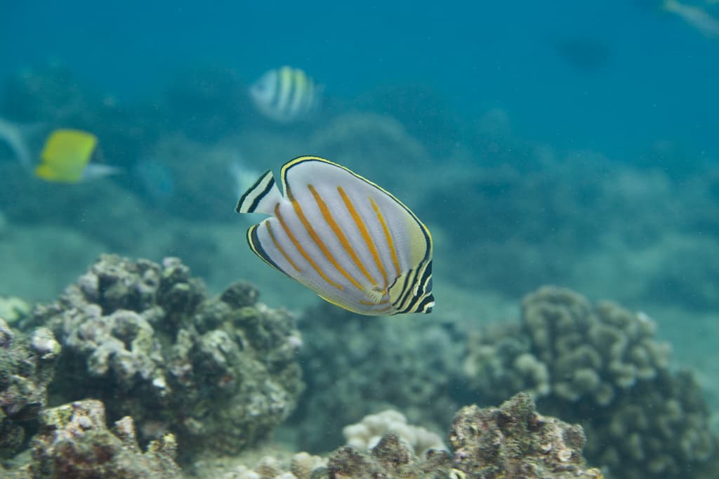 Ornate Butterflyfish in a marine aquarium