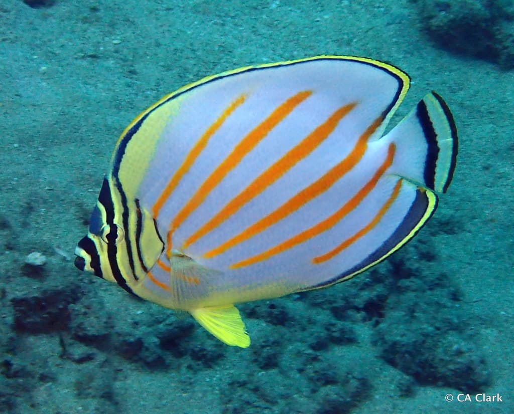 Ornate Butterflyfish displaying stunning diagonal orange stripes on white body