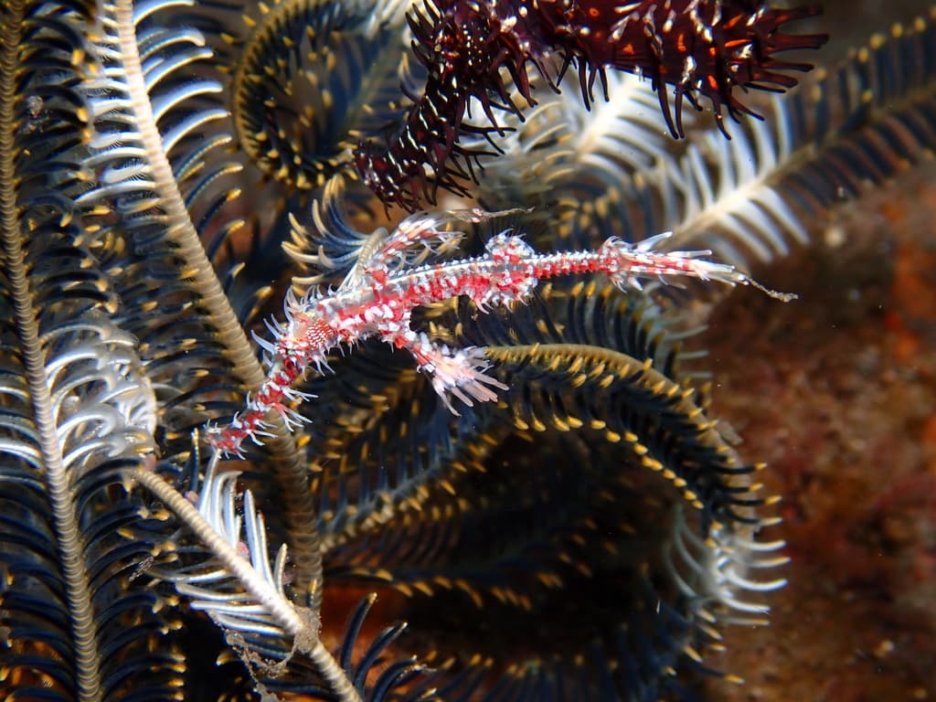 Ornate Ghost Pipefish in a marine aquarium