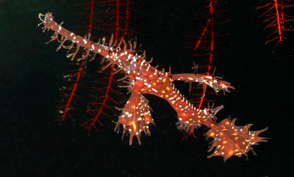 Ornate Ghost Pipefish in a marine aquarium