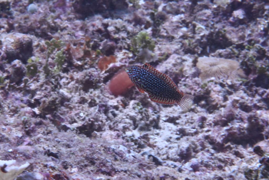 Ornate Wrasse in a marine aquarium