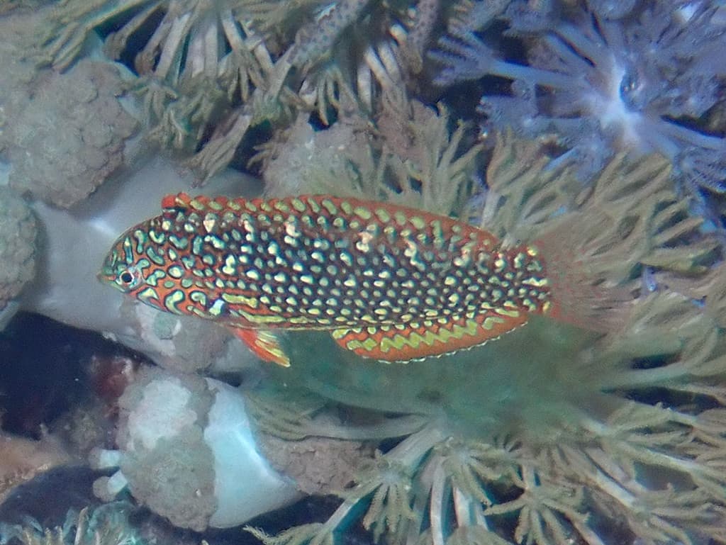 Ornate Wrasse in a marine aquarium