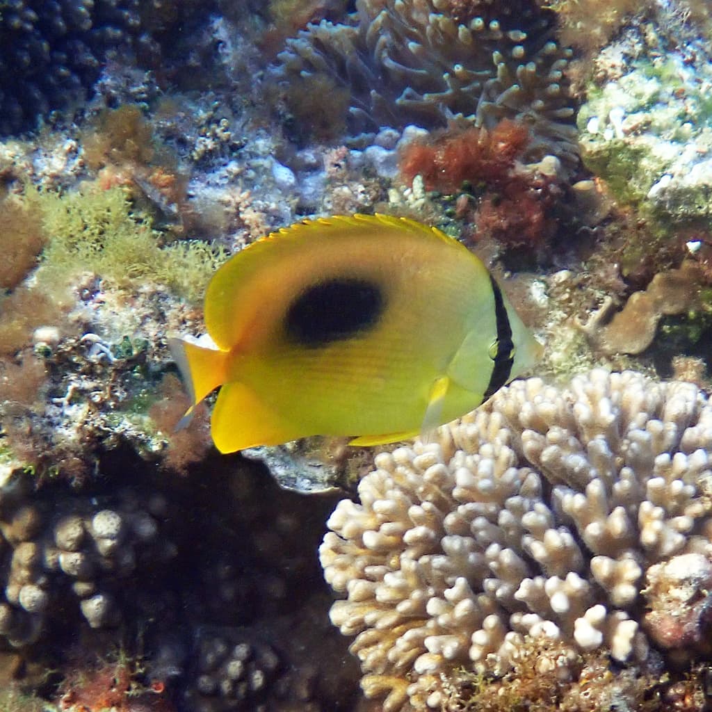 Oval Spot Butterflyfish in a marine aquarium