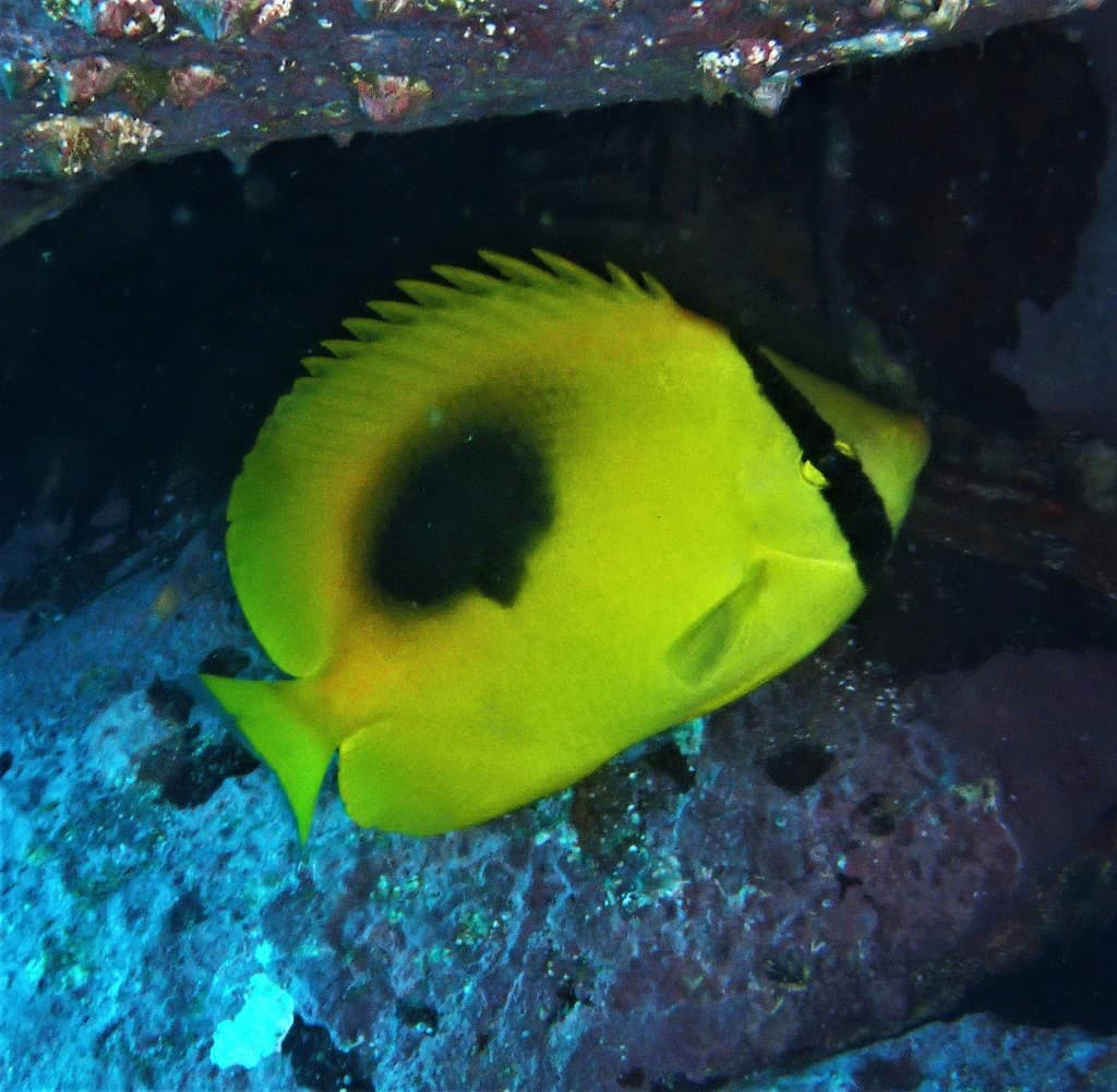 Oval Spot Butterflyfish in a marine aquarium