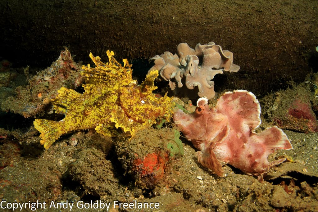 Paddle-flap Scorpionfish in a marine aquarium