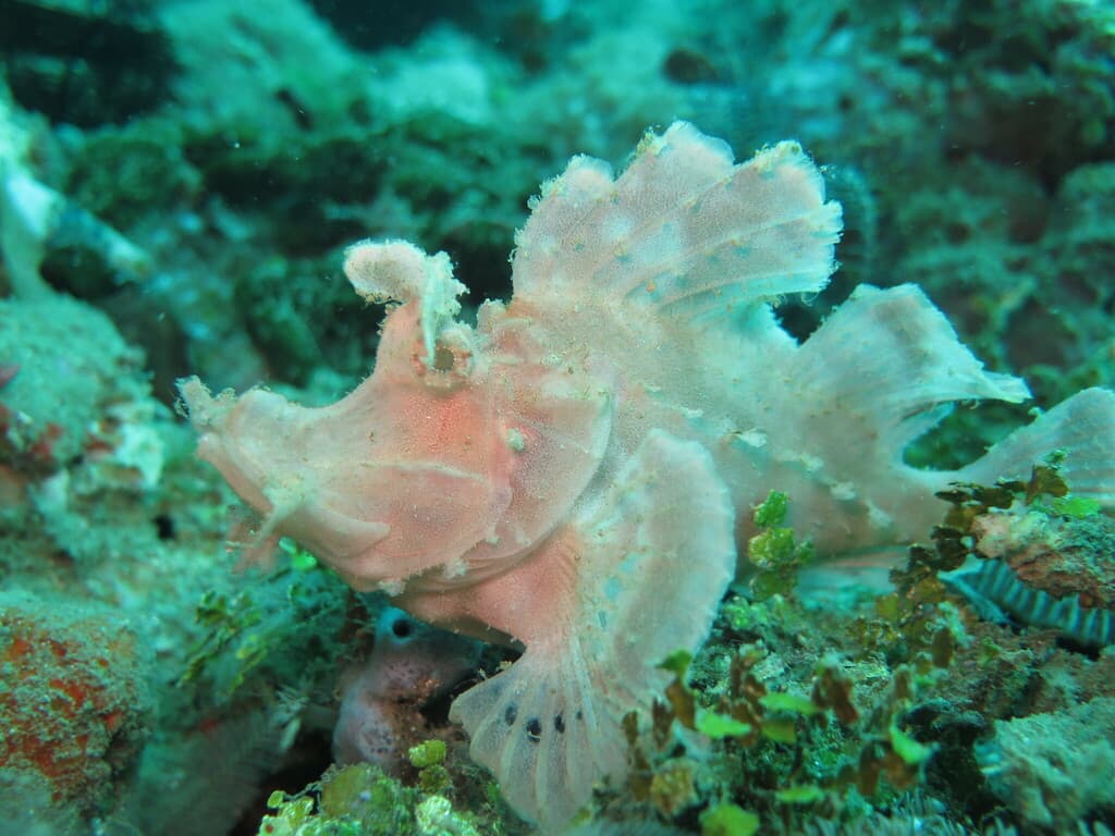 Paddle-flap Scorpionfish in a marine aquarium