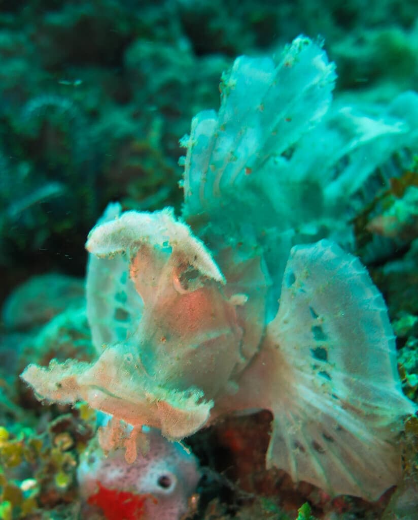 Paddle-flap Scorpionfish in a marine aquarium