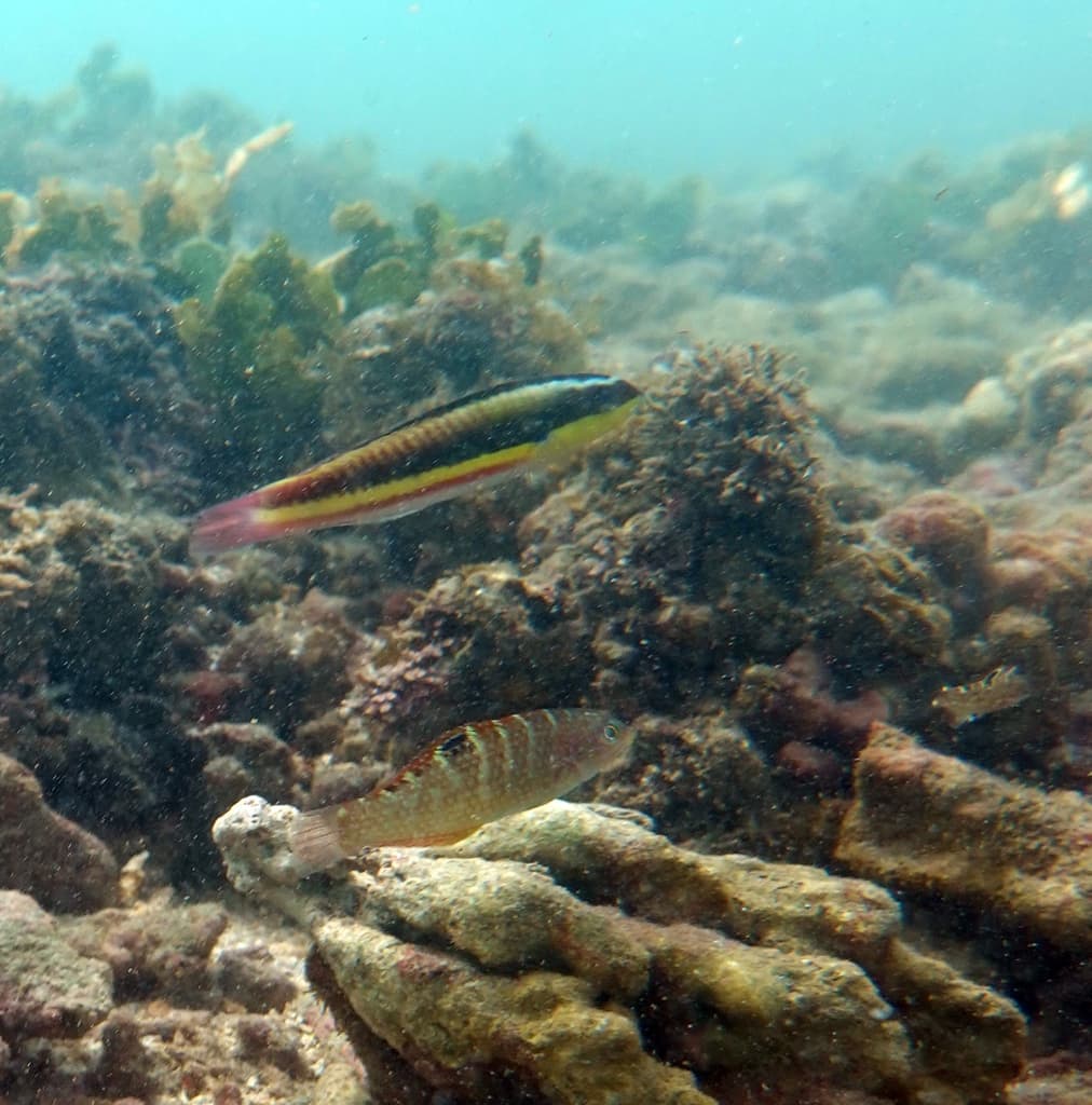 Paddlefin Wrasse in a marine aquarium