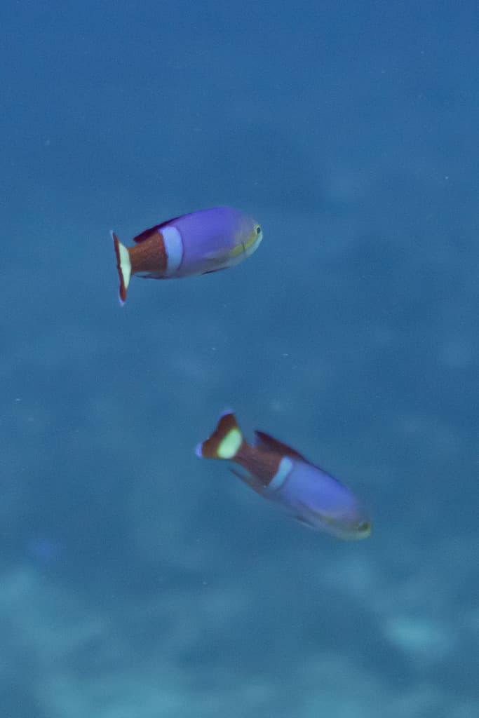Painted Anthias in a marine aquarium