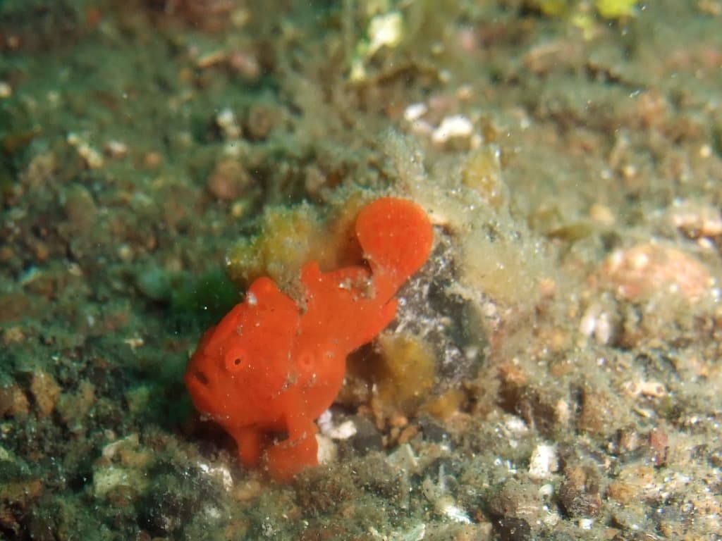 Painted Frogfish in a marine aquarium