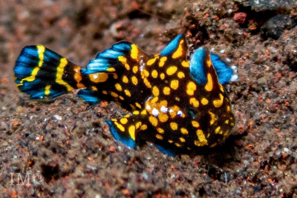 Painted Frogfish in a marine aquarium
