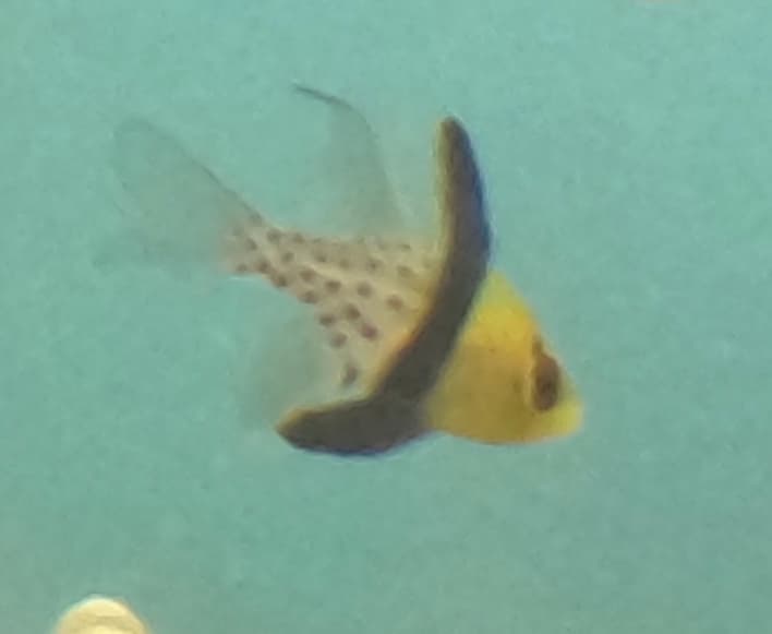 Pajama Cardinal hovering near coral structure