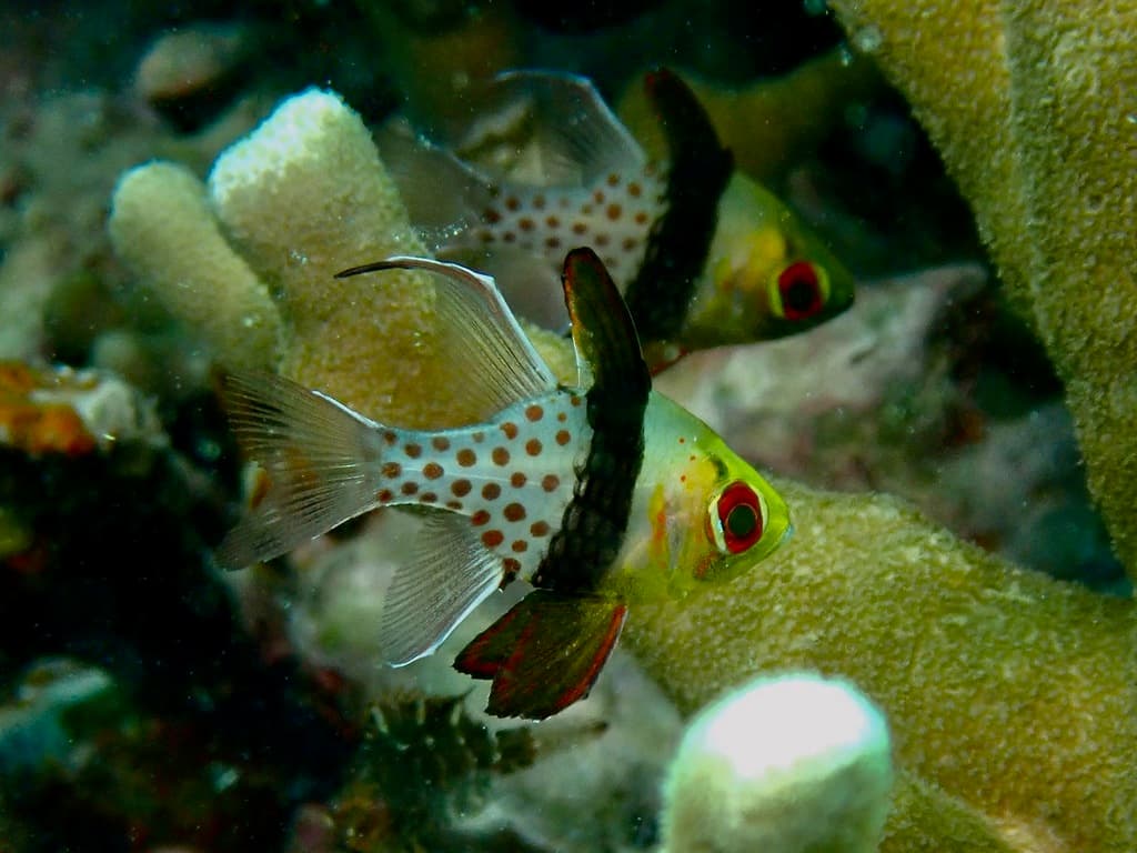Spotted Cardinalfish showing large red-orange eyes