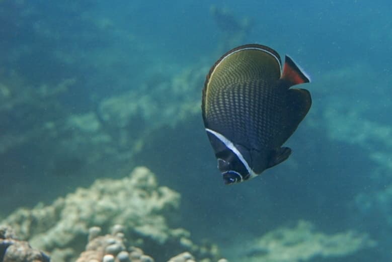 Pakistan Butterflyfish in a marine aquarium