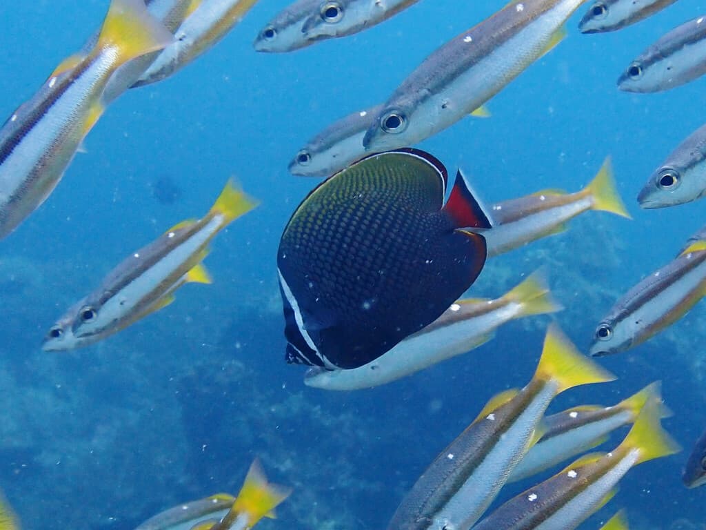 Pakistan Butterflyfish in a marine aquarium