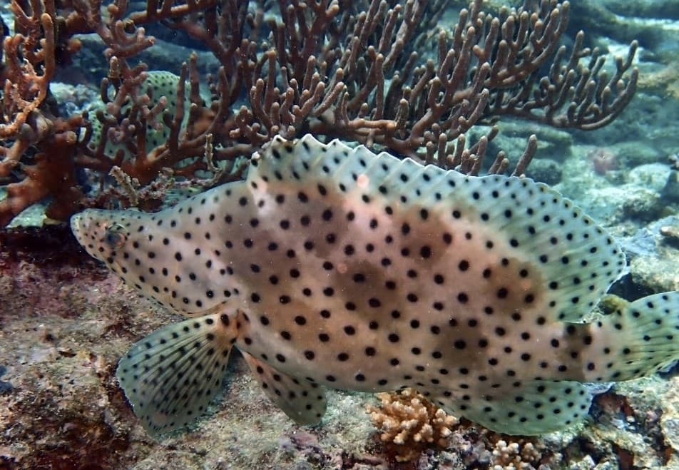 Panther Grouper in a marine aquarium
