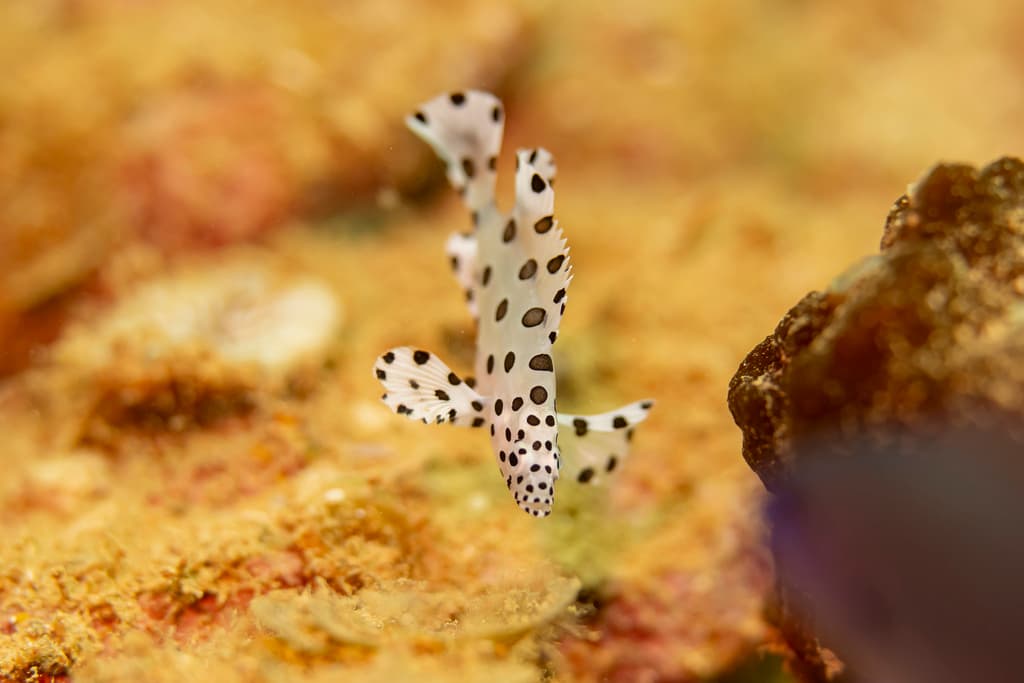 Panther Grouper in a marine aquarium