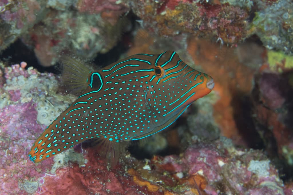 Papuan Toby in a marine aquarium