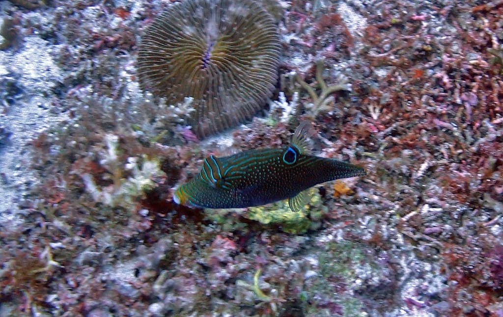 Papuan Toby in a marine aquarium