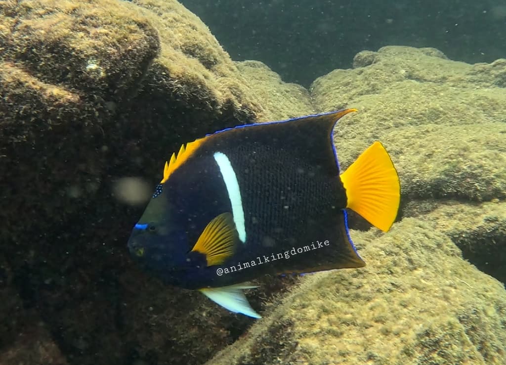 Passer Angelfish in a marine aquarium