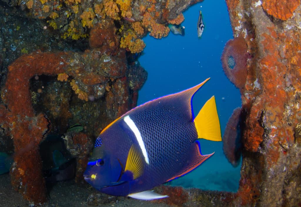 Passer Angelfish in a marine aquarium