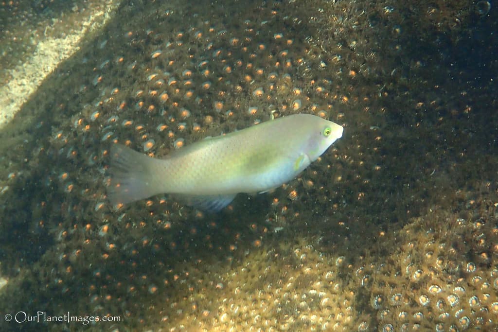 Pastel Green Wrasse in a marine aquarium