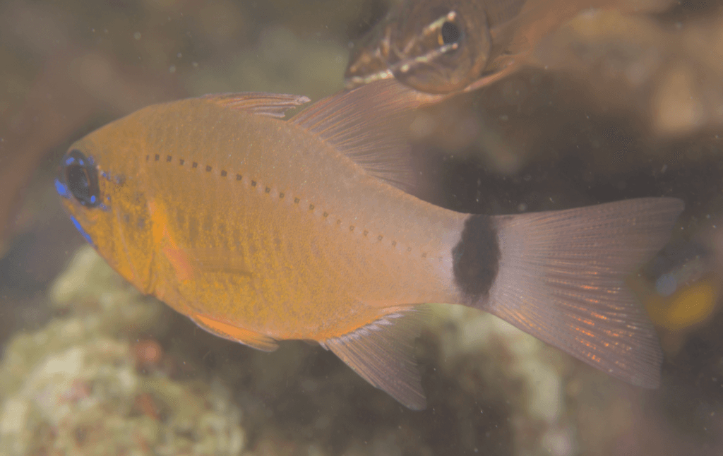 Pearly Cardinalfish in a marine aquarium