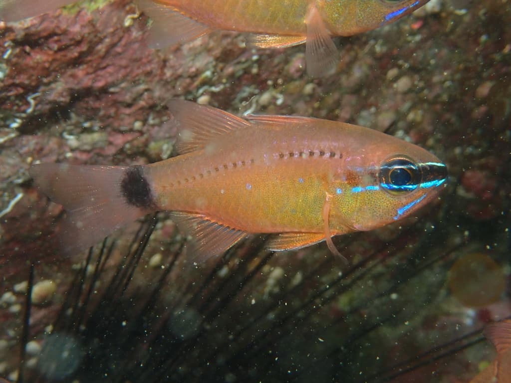 Pearly Cardinalfish displaying its iridescent sheen