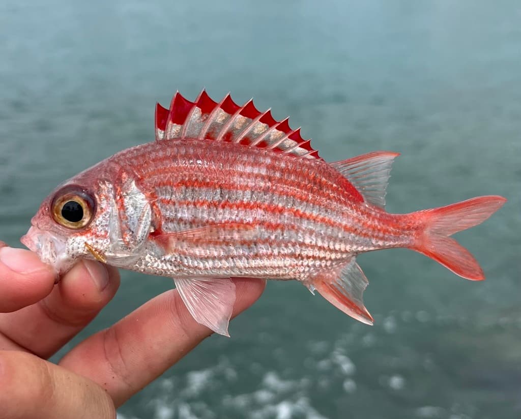 Peppered Squirrelfish in a marine aquarium