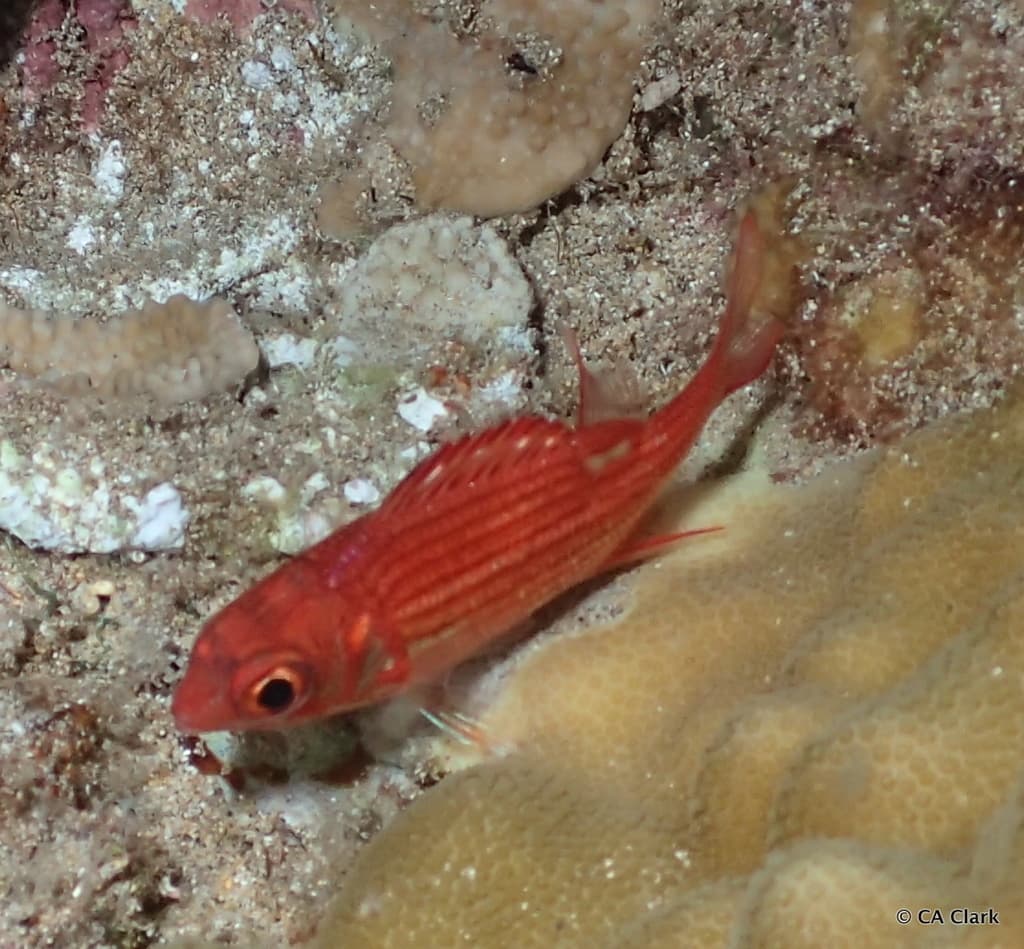 Peppered Squirrelfish in a marine aquarium