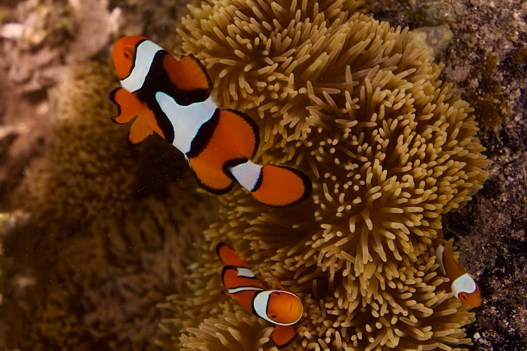 Percula Clownfish in host anemone