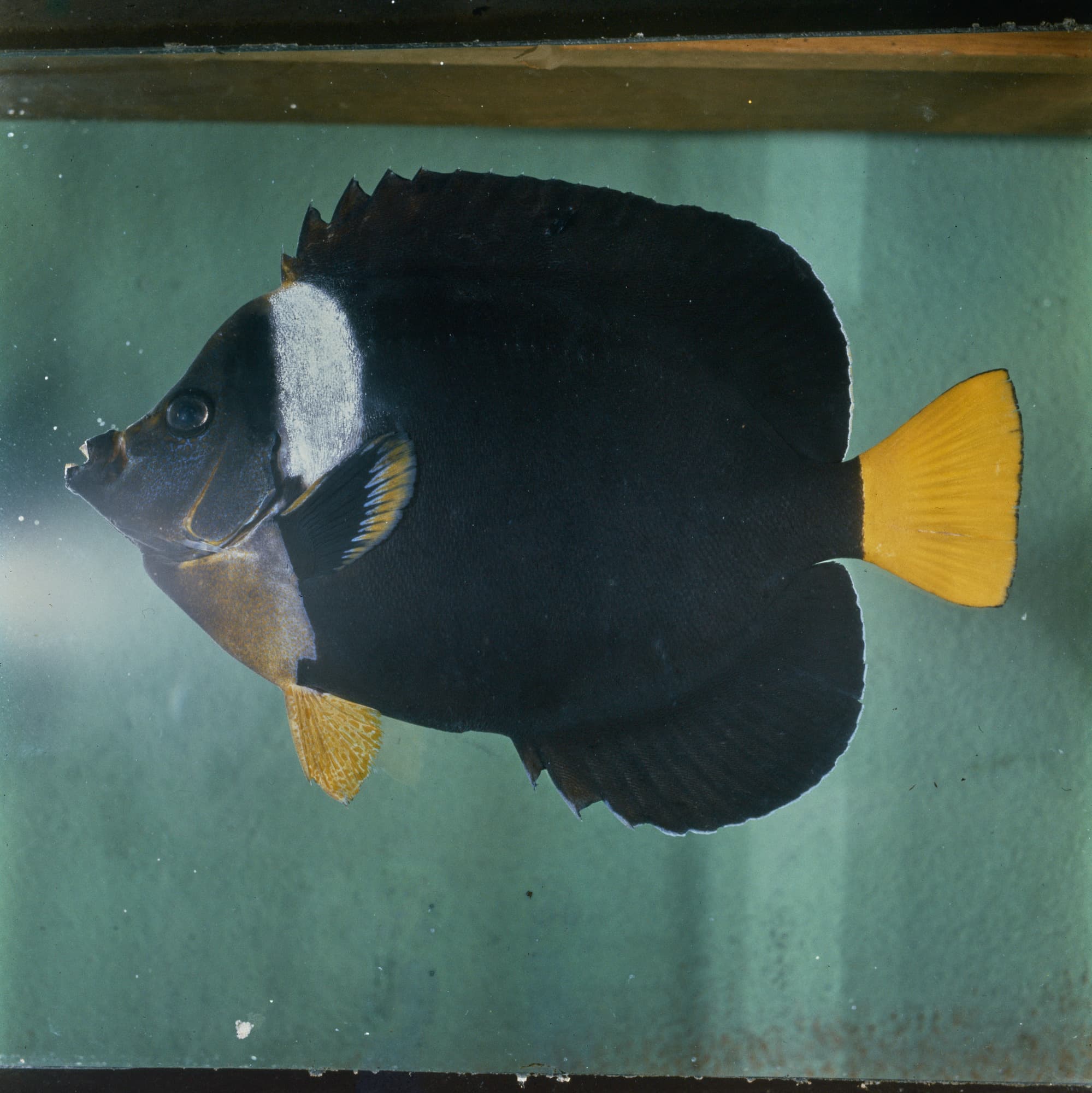 Personifer Angel in a marine aquarium