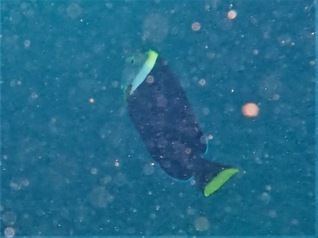 Personifer Angel in a marine aquarium