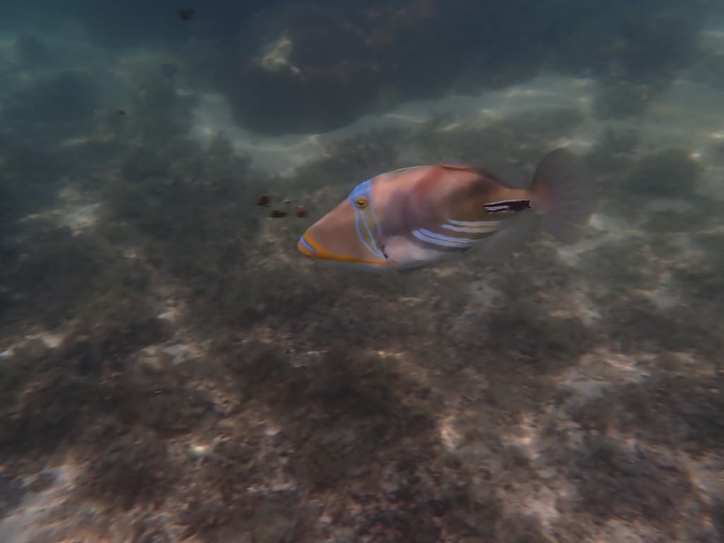 Picasso Triggerfish in a marine aquarium