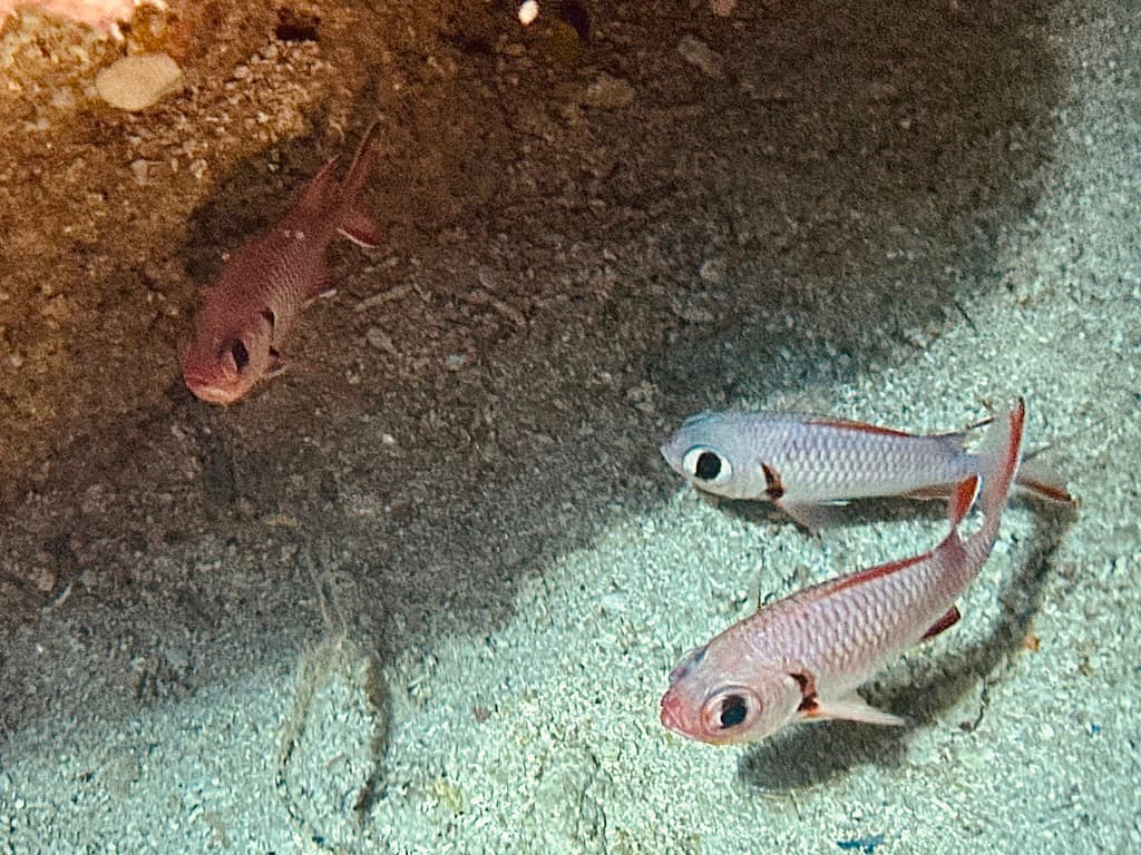 Pinecone Soldierfish in a marine aquarium