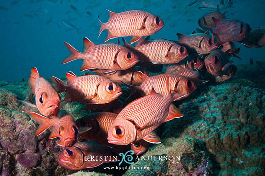 Pinecone Soldierfish in a marine aquarium