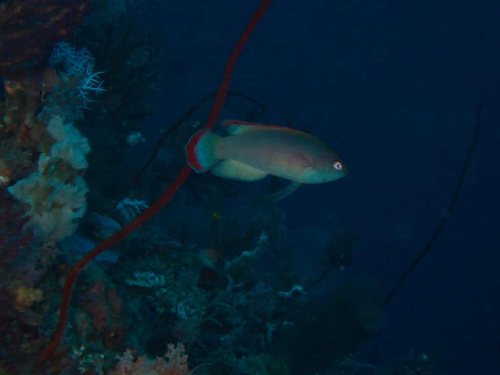 Pink Margin Wrasse in a marine aquarium