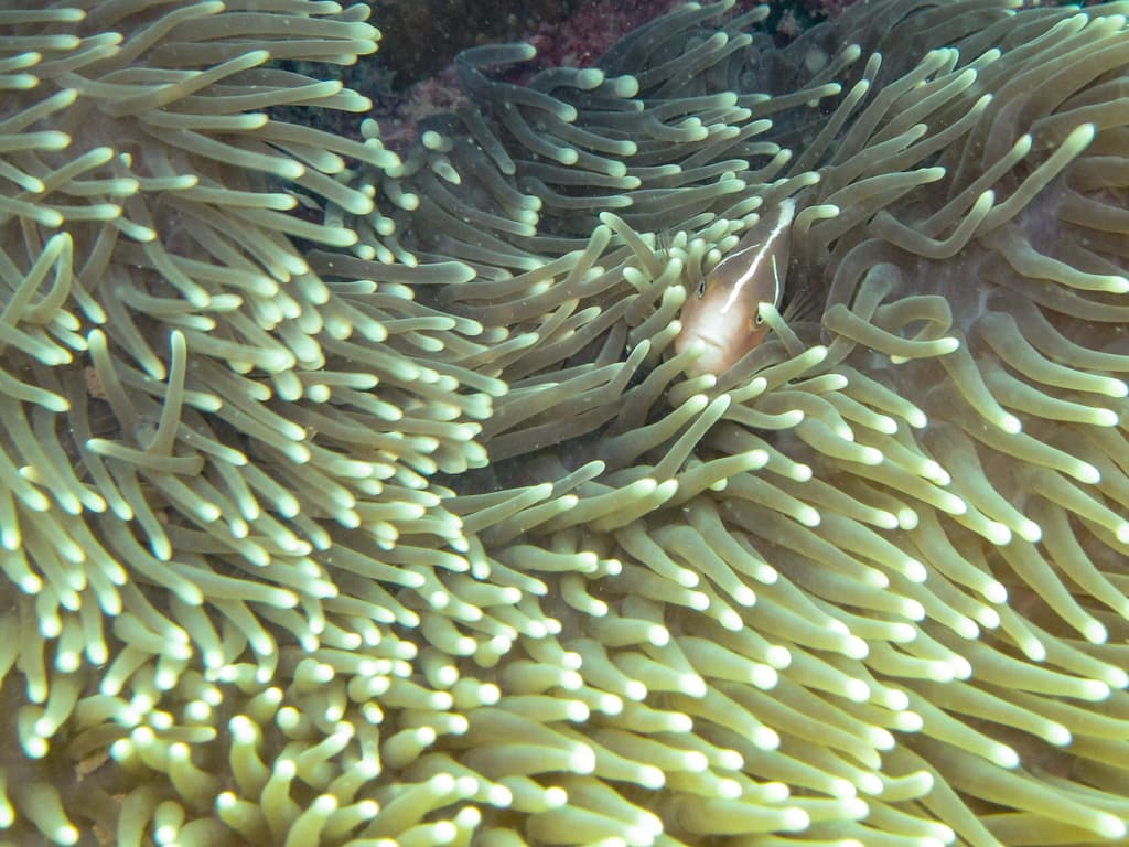 Pink Skunk Clownfish in a marine aquarium