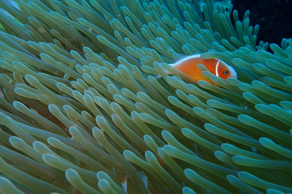 Pink Skunk Clownfish in a marine aquarium