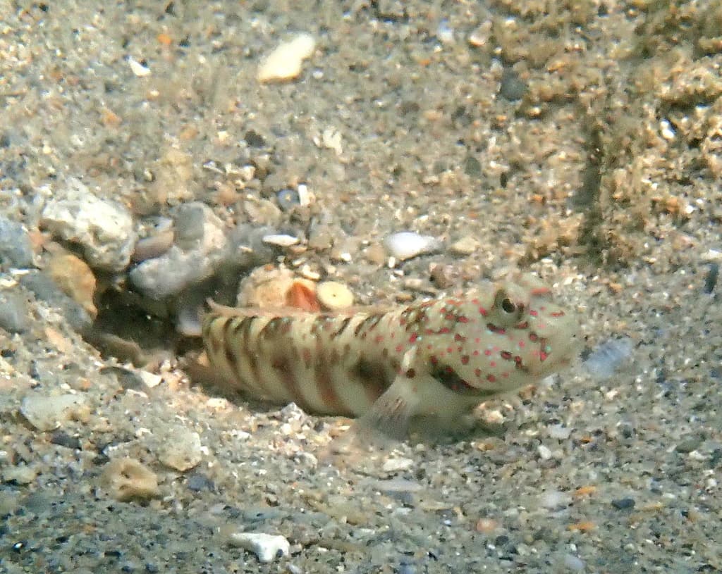 Pink-Speckled Shrimp Goby in a marine aquarium