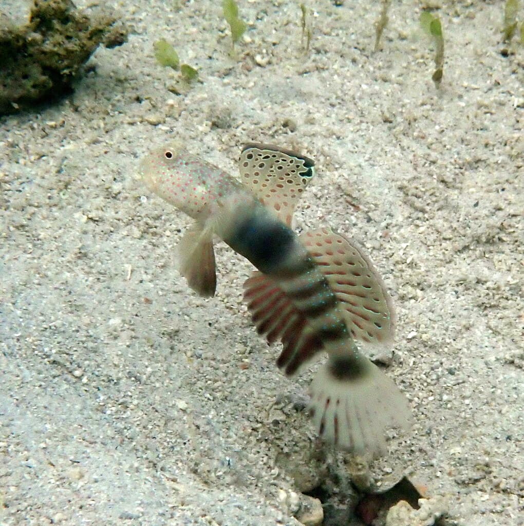 Pink-Speckled Shrimp Goby in a marine aquarium