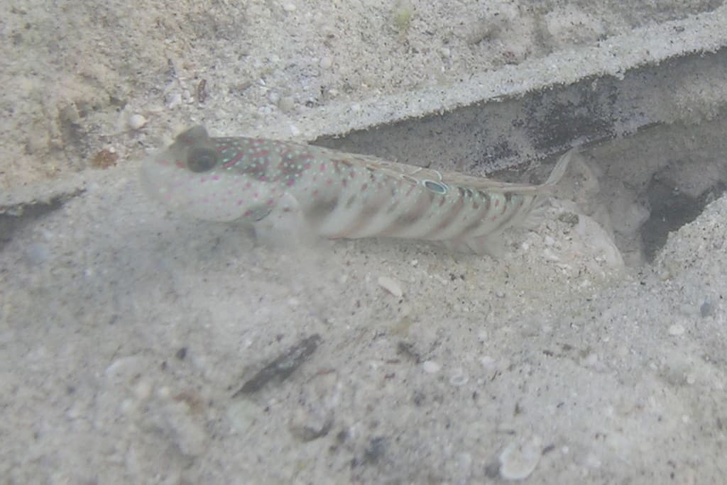 Pink-Speckled Shrimp Goby in a marine aquarium