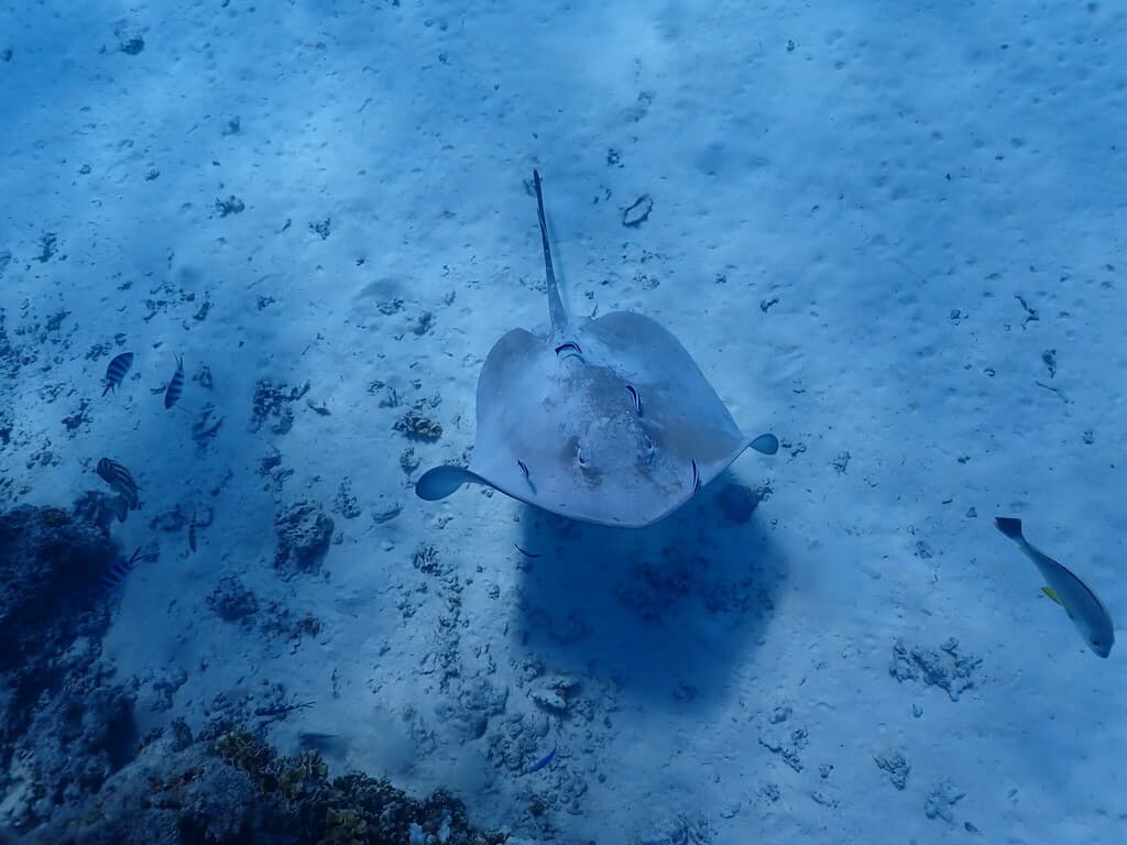 Pink Whipray in a marine aquarium