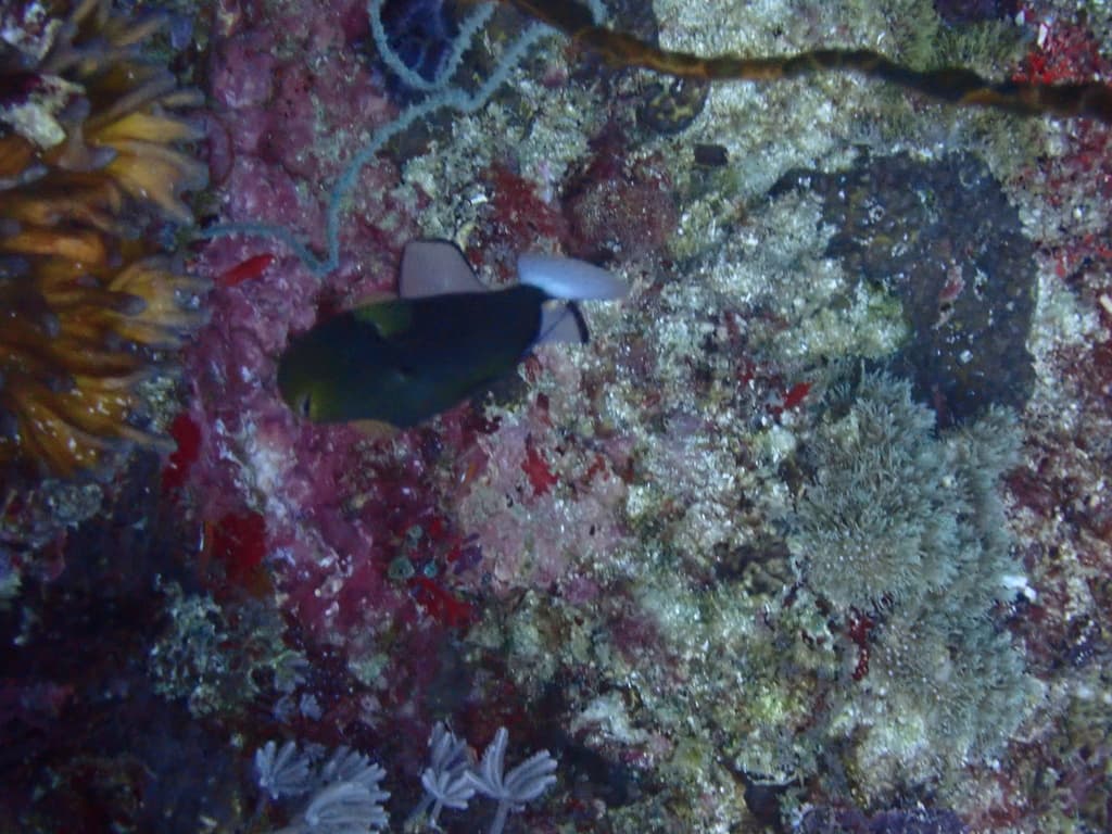 Pinktail Triggerfish in a marine aquarium