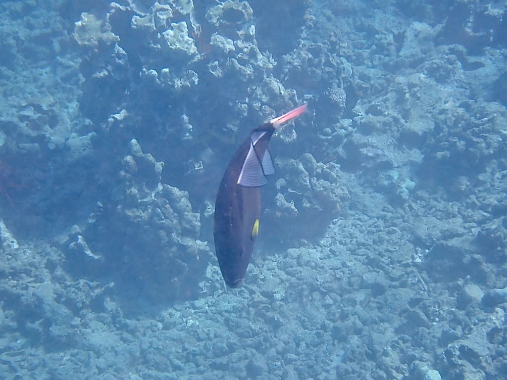 Pinktail Triggerfish in a marine aquarium