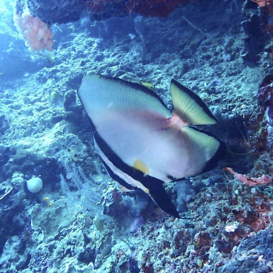 Pinnate Batfish in a marine aquarium