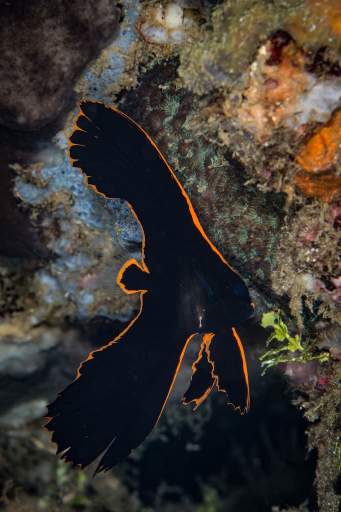 Pinnate Batfish in a marine aquarium