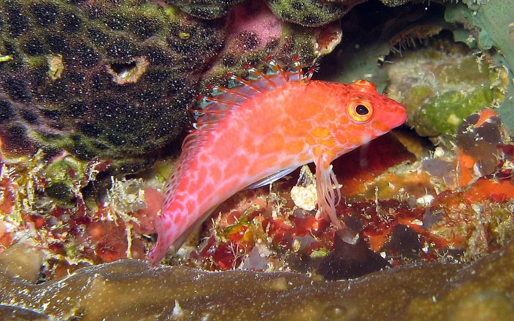 Pixy Hawkfish in a marine aquarium